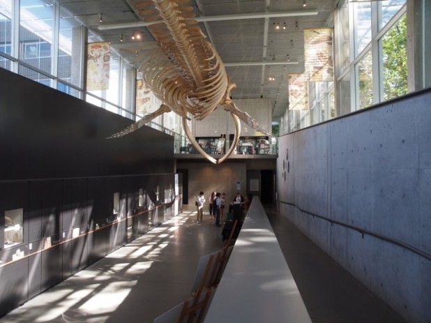 パトカウ・アーキテクト設計のビーティ生物多様 性博物館（Beaty Biodiversity Museum、2008）